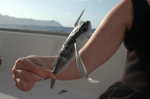 Ein fliegender Fisch ist an Bord von Katamaran Neverland